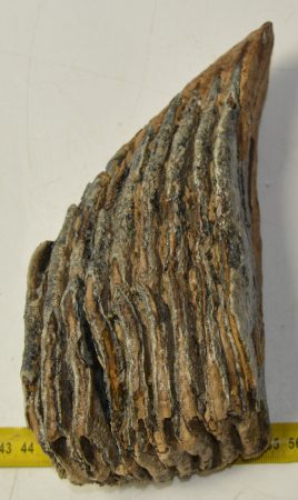 Mammuthus primigenius részleges fog (1535 gramm)