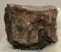 Mammuthus meridionalis tooth (596 grams) Southern Mammoth Mammuthus meridionalis tooth (596 grams) Southern Mammoth
