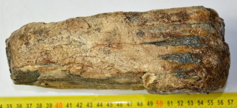 Mammuthus primigenius partial tooth (1540 grams)