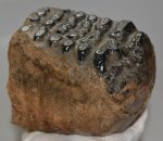  Mammuthus meridionalis részleges fog  (2045 gramm) ELFOGYOTT (VA) 06