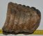 Mammuthus meridionalis részleges fog  (2045 gramm) ELFOGYOTT (VA) 06