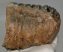 Mammuthus meridionalis részleges fog  (2045 gramm) ELFOGYOTT (VA) 06