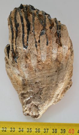 Mammuthus primigenius partial tooth (509 grams)