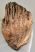 Mammuthus primigenius részleges fog (509 gramm)