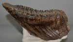 Mammuthus primigenius tooth (1454 grams)