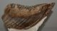 Mammuthus primigenius tooth (1454 grams)