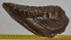 Mammuthus primigenius tooth (1454 grams)