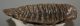 Mammuthus primigenius tooth (1454 grams)