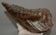 Mammuthus primigenius tooth (1454 grams)