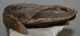 Mammuthus primigenius tooth (1454 grams)
