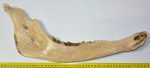 Bison priscus partial jaw bone (475 mm)