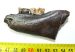 Sus scrofa partial jaw from Poland SOLD (EB) 04