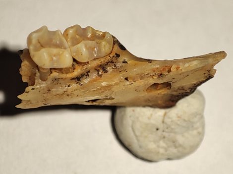 Pliopetaurista pliocaenica részleges állkapocs (13 mm)