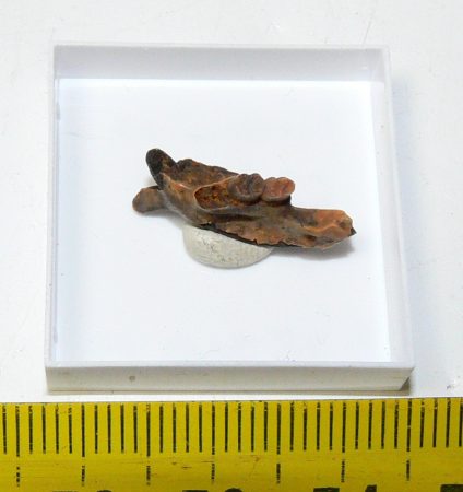 Prospalax priscus partial jaw (18 mm)