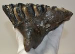 Mammuthus meridionalis tooth (1082 grams) Southern Mammoth