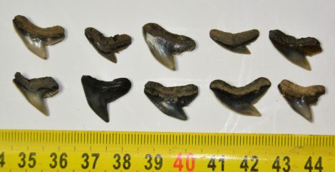 10 pieces Galeocerdo aduncus Shark teeth