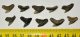 10 pieces Galeocerdo aduncus Shark teeth SOLD (FM) 12
