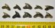10 pieces Galeocerdo aduncus Shark teeth SOLD (FM) 12