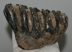 Mammuthus meridionalis részleges fog (771 gramm)