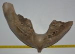 Mammuthus primigenius partial jaw bone (7540 grams)