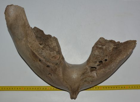 Mammuthus primigenius partial jaw bone (7540 grams)