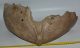 Mammuthus primigenius partial jaw bone (7540 grams)