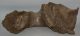 Mammuthus primigenius partial jaw bone (7540 grams)