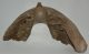 Mammuthus primigenius partial jaw bone (7540 grams)