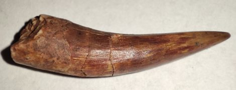 Phytosaur tooth from New Mexico