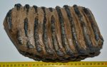 Mammuthus meridionalis részleges fog (4237 gramm)