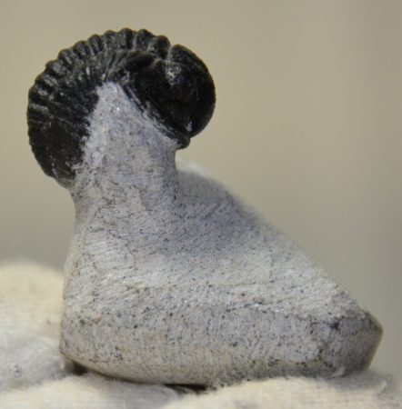 Gerastos granulosus trilobita kövület Marokkóból