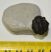  Gerastos granulosus trilobite in rock from Morocco 