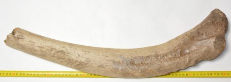  Mammuthus primigenius partial rib bone (630 mm)