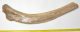  Mammuthus primigenius partial rib bone (630 mm)