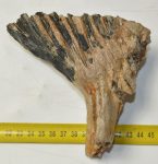 Mammuthus primigenius fog (573 gramm) gyapjas mamut