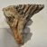 Mammuthus primigenius fog (573 gramm) gyapjas mamut
