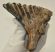 Mammuthus primigenius fog (573 gramm) gyapjas mamut