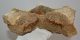 Mammuthus primigenius részleges csigolya (403 mm) ELFOGYOTT (LL) 05