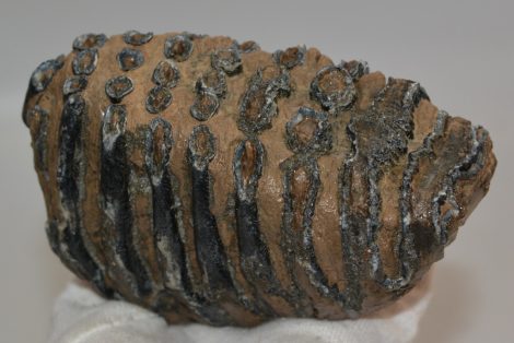 Mammuthus meridionalis részleges fog (957 gramm)