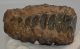 Mammuthus meridionalis részleges fog (957 gramm)