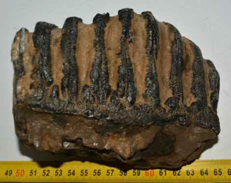 Mammuthus meridionalis partial tooth Southern mammoth (1707 grams)