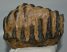 Mammuthus meridionalis partial tooth Southern mammoth (1707 grams)