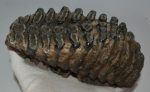 Mammuthus meridionalis tooth (2248 grams)