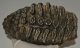 Mammuthus meridionalis tooth (2248 grams) Mammuthus meridionalis tooth (2248 grams)