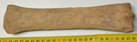 Equus sp. metacarpus bone (242 mm)