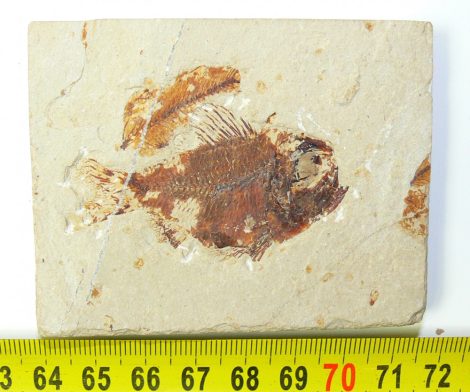 Ctenothrissa sp. hal kövület Libanonból
