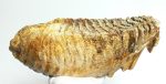 Mammuthus primigenius tooth (377 mm) Woolly mammoth molar