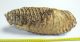 Mammuthus primigenius tooth (377 mm) Woolly mammoth molar