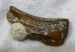 Lates sp. fish partial jaw from Hungary