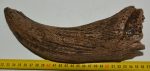 Bison sp. partial horn bone (246 mm)